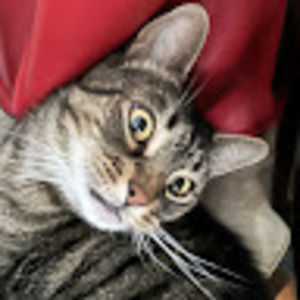 Meet your Posher, Cedarz